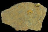 Fossil Ordovician Edrioasteroids - Morocco #115014-1